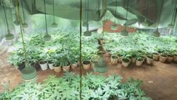 Trồng cần sa trái phép, khai để cho… gà ăn!