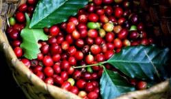 Giá cà phê hôm nay 13/12: Thị trường đi ngang