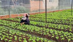 Nông dân tất bật chuẩn bị vụ rau Tết