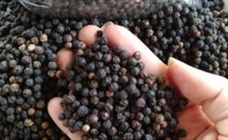 Giá tiêu hôm nay 13/12: Chuyên gia đánh giá đà tăng của hồ tiêu