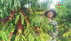 Hiệu quả từ cách trồng cà phê thả ngọn