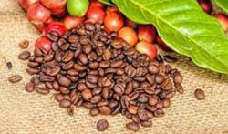 Giá cà phê hôm nay 14/12: Tiếp tục phiên đi ngang