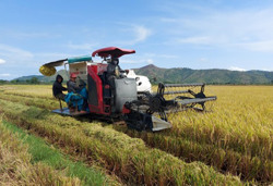 Hiệu quả trong liên kết sản xuất nông nghiệp