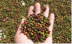 Giá tiêu hôm nay 14/12: Tiếp tục đi ngang