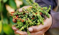 Giá tiêu hôm nay 15/12: Tiếp tục phiên đi ngang