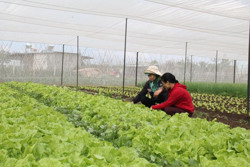 Giá rau xanh tăng cao: Nông dân có hưởng lợi?