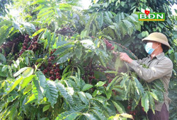 Cà phê và niên vụ chưa trọn niềm vui