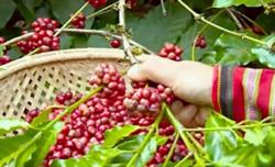 Giá cà phê hôm nay 15/12: Tăng nhẹ 200 - 300 đ/kg