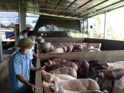 Ea Kiết nỗ lực về đích nông thôn mới