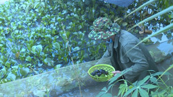 Thu nhập ổn định từ nuôi ốc nhồi thương phẩm