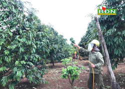 Cách chăm sóc sầu riêng cho năng suất cao