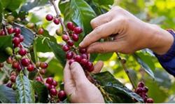 Giá cà phê hôm nay 16/12: Thị trường tăng nhẹ