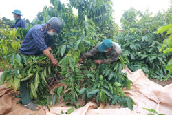 Thu hái cà phê: Ứng biến theo cấp độ dịch