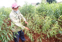 Làng đào Nhật Tân thấp thỏm vào vụ Tết