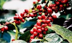 Giá cà phê hôm nay 17/12: Quay đầu giảm nhẹ