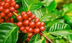 Giá cà phê hôm nay 18/12: Tăng nhẹ 200 - 300 đ/kg