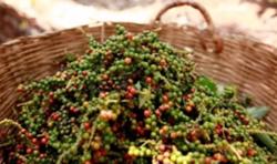 Giá tiêu hôm nay 18/12: Thị trường hồ tiêu đi ngang