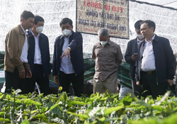 Tạo vùng nguyên liệu cà phê 21.000 ha đạt chuẩn xuất khẩu