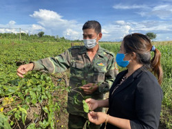 Tăng thu nhập từ trồng hoa thiên lý trên đất lúa