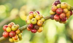 Giá cà phê hôm nay 2/12: Tăng trung bình 500 đ/kg