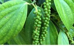 Giá tiêu hôm nay 2/12: Tiếp tục tăng thêm 500 - 1.000 đ/kg