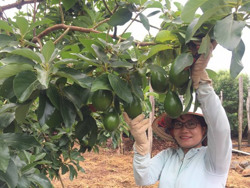 Phát triển cây bơ: Chuyện từ những nhà vườn