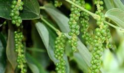 Giá tiêu hôm nay 20/12: Thị trường hồ tiêu đi ngang