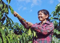 Cần tư duy lại cho cà phê Tây Nguyên