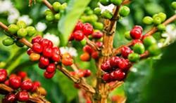 Giá cà phê hôm nay 20/12: Cao nhất ở mức 41.600 đ/kg