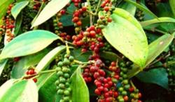 Giá tiêu hôm nay 21/12: Giảm 500 - 1.000 đ/kg