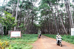 Giữ màu xanh của rừng giữa lòng đô thị