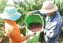 Chống dịch hiệu quả, thu hái cà phê an toàn