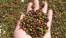 Giá tiêu hôm nay 22/12: Giảm về mức 77.500 đ/kg