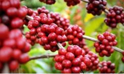 Giá cà phê hôm nay 22/12: Quay đầu tăng nhẹ