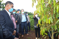 Tổng kết Dự án “Xây dựng và phát triển mô hình trồng xen một số loại cây ăn quả trong vườn cà phê vùng Tây Nguyên”