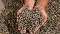 Giá cà phê hôm nay 23/12: Tăng thêm 400 đ/kg
