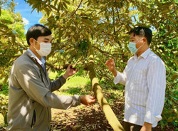 Nông dân người Dao khấm khá nhờ trồng sầu riêng