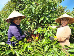 Huyện Ea H'leo: Cà phê được mùa được giá