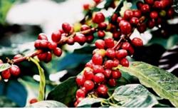 Giá cà phê hôm nay 25/12: Thị trường cà phê đi ngang