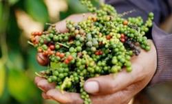 Giá tiêu hôm nay 25/12: Chuyên gia nhận định gì về chu kỳ giá tiêu mới?