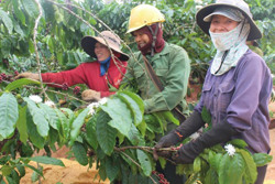 Nỗi nhớ mùa cà phê chín