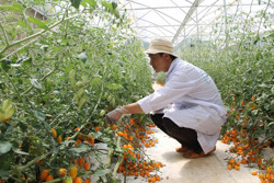 Tiếp tục thực hiện có hiệu quả tái cơ cấu ngành nông nghiệp