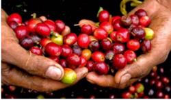 Giá cà phê hôm nay 27/12: Đi ngang phiên đầu tuần