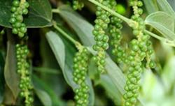 Giá tiêu hôm nay 28/12: Tăng mạnh 1.000 - 1.500 đ/kg