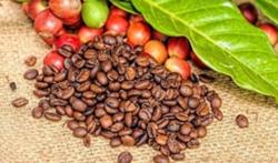Giá cà phê hôm nay 28/12: Giảm nhẹ 200 đ/kg