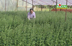 Hoa Tết đang chờ ngày khoe sắc