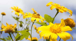 Gọi mời hương sắc bazan