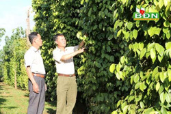Hồ tiêu rộng đường xuất khẩu nhờ chỉ dẫn địa lý "Đắk Nông"