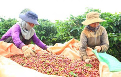 Huyện Krông Năng: Doanh nghiệp, hợp tác xã linh hoạt thích ứng với "trạng thái mới"