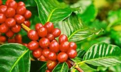 Giá cà phê hôm nay 3/12: Phiên tăng thứ 3 liên tiếp